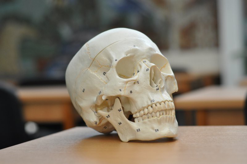 The model of scull
